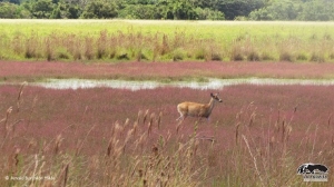 Casanare le sigue apostando a la conservación privada