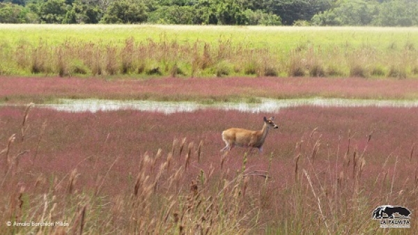 Casanare le sigue apostando a la conservación privada