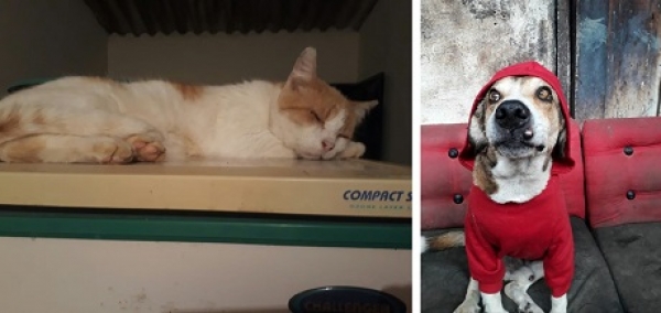 En una calle de Llano Lindo están resultando las mascotas envenenadas