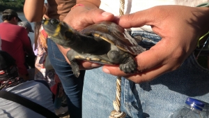 220 tortugas Terecay fueron liberadas en la Reserva Natural de la Sociedad Civil La Fortuna para la conservación de la especie