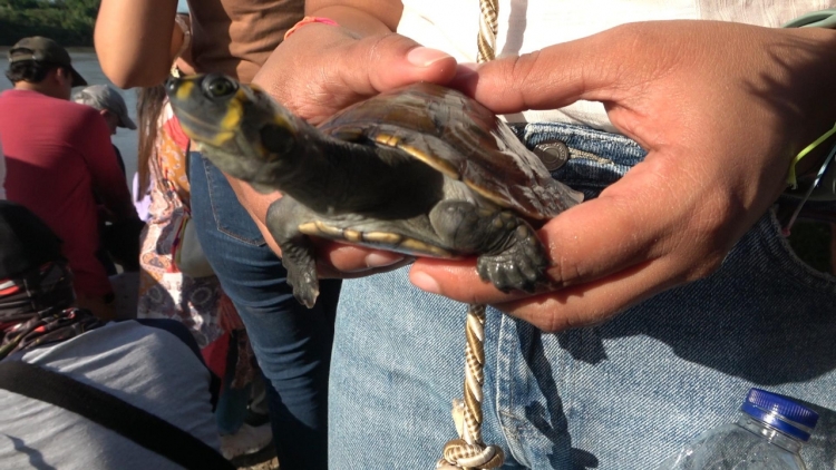 220 tortugas Terecay fueron liberadas en la Reserva Natural de la Sociedad Civil La Fortuna para la conservación de la especie