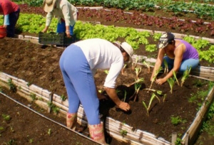 Emprendimientos rurales asociativos en Casanare recibirán apoyo de Ministerio de Agricultura y Ecopetrol
