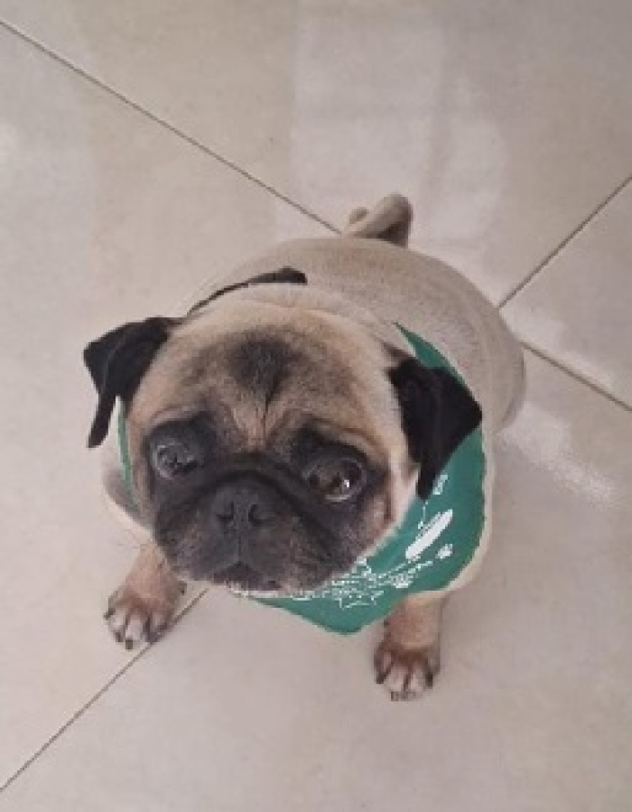 Dueño de perro pug denuncia negligencia de guardería &quot;Aldea Canina&quot; en Yopal