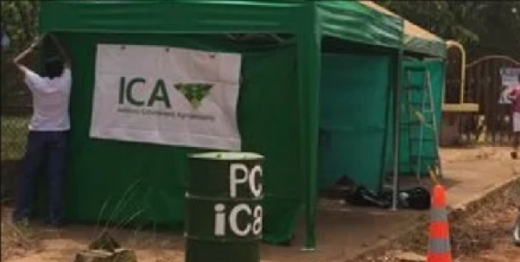 Autoridades decomisaron vehículos cargados con ganado de contrabando: Un funcionario del ICA fue detenido