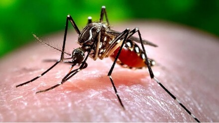 Más de 100 casos de dengue se han presentado en el departamento en lo que va corrido de 2023