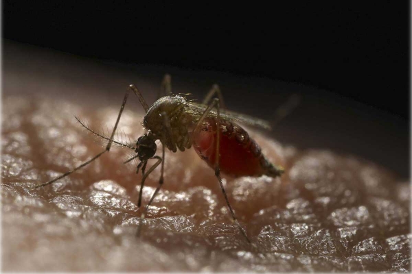 Aumento del dengue por temporada de lluvias. Hay 3 municipios en zona de epidemia