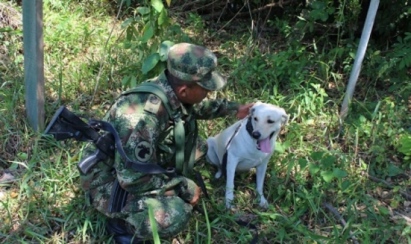 Lulú, la heroína de cuatro patas que protege la vida de militares y civiles en Casanare