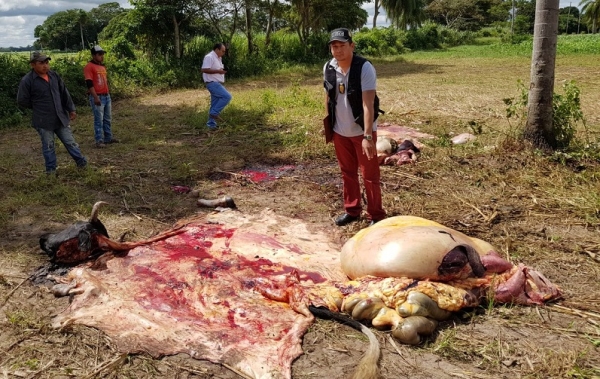 El abigeato disminuyó en un 60,10 por ciento en Casanare