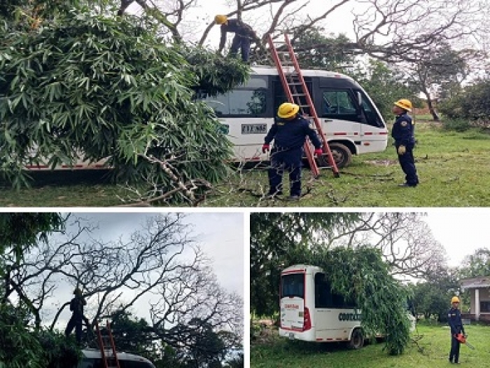 Fuertes vientos ocasionaron la caída de las ramas de un árbol sobre una buseta