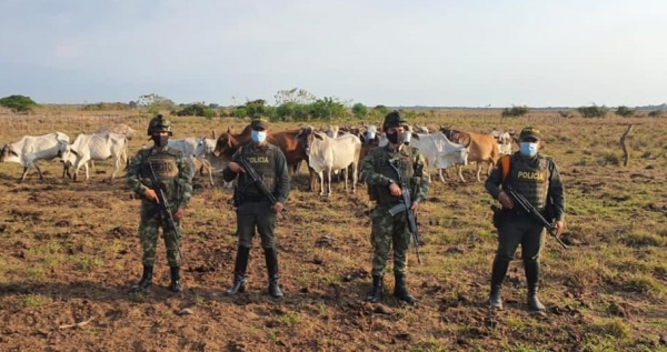 26 semovientes fueron recuperados en Arauca