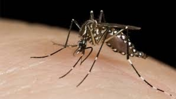 820 notificaciones de dengue se registran hasta la fecha en Casanare