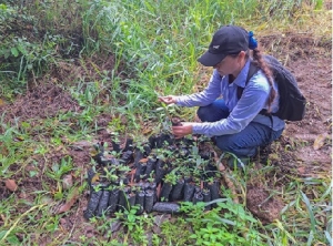 Se realizó siembra de árboles en la microcuenta de La Tablona