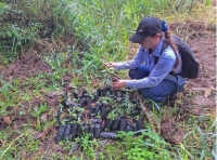 Se realizó siembra de árboles en la microcuenta de La Tablona