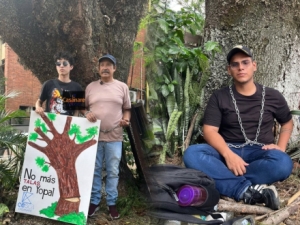 Grupo de personas se encadenó al caracaro del centro de la ciudad para evitar que sea talado