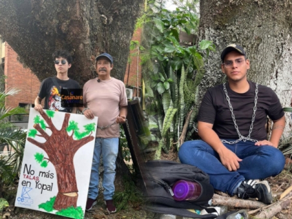 Grupo de personas se encadenó al caracaro del centro de la ciudad para evitar que sea talado