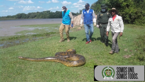 Así se vivió la Jornada Nacional de Liberación de Fauna silvestre en Casanare