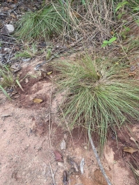 Investigan muerte de dos hombres que habrían sido arrojados a un abismo en zona rural de Monterrey, Casanare