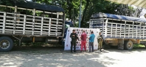 Incautadas 29 reses al parecer de origen venezolano