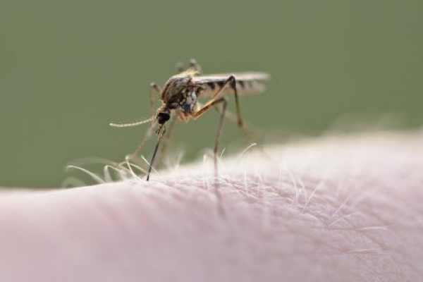 Recomendaciones para prevenir el dengue