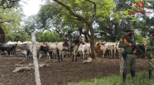 Recuperados 900 semovientes que habían sido hurtados a ganaderos de Arauca