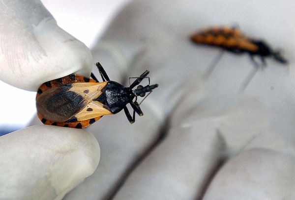 Día Internacional de la lucha contra el Chagas