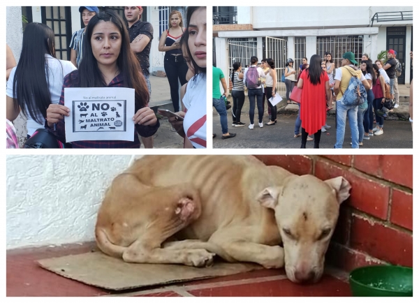 Murió Spyke, perro víctima de presunto maltrato animal en Yopal