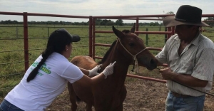 Superada meta de vacunación contra la Encefalitis Equina Venezolana en Yopal