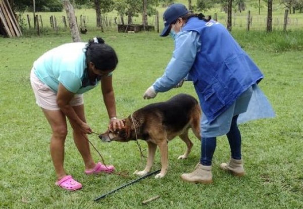 Vacunación contra la rabia en Casanare alcanzó ejecución del 99.76%