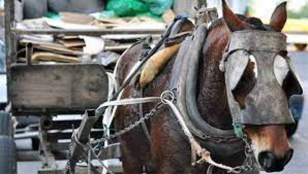 Buscan alternativas para la sustitución de vehículos de tracción animal en Yopal