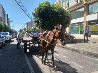 &#039;Zorreros&#039; de Yopal protestaron pidiendo cambio de sus caballos por motocarros