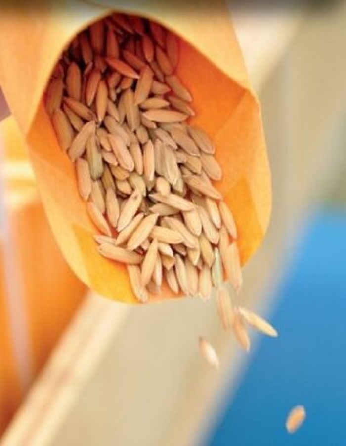 Fedearroz advirtió sobre los riesgos que se corren por no utilizar semillas certificadas