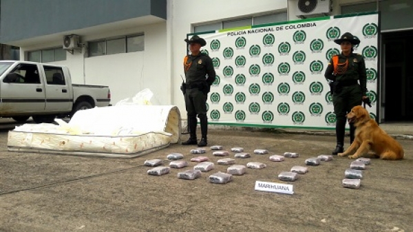 Pipe, perro antinarcótico detectó 14 kg de alucinógenos en un colchón