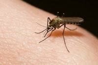 Curva epidemiológica de dengue empezó a descender en Yopal