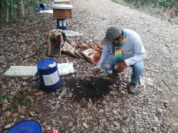 Mortandad de abejas afectó a 27 apicultores de Puerto López, Meta (Informe Especial)