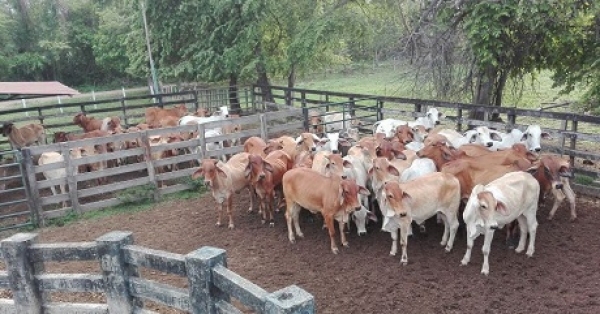 Ejército y Policía frustraron hurto de ganado en finca de San Luis de Palenque