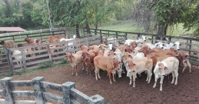 Ejército y Policía frustraron hurto de ganado en finca de San Luis de Palenque