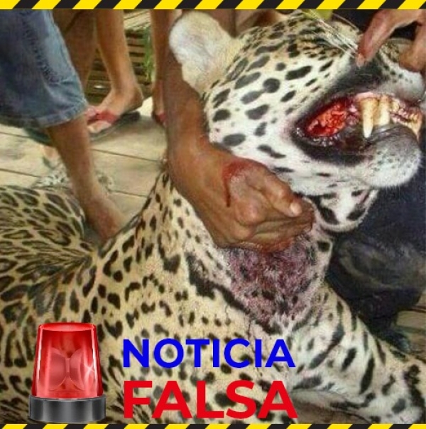 Corporinoquia desmiente que un jaguar haya acabado con la vida de personas en Casanare
