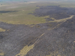 Controlan incendio forestal en el sector Hato Barley de Tauramena