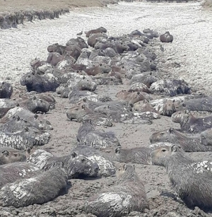 Chigüiros afectados por “Pocetas” construidas por petroleras