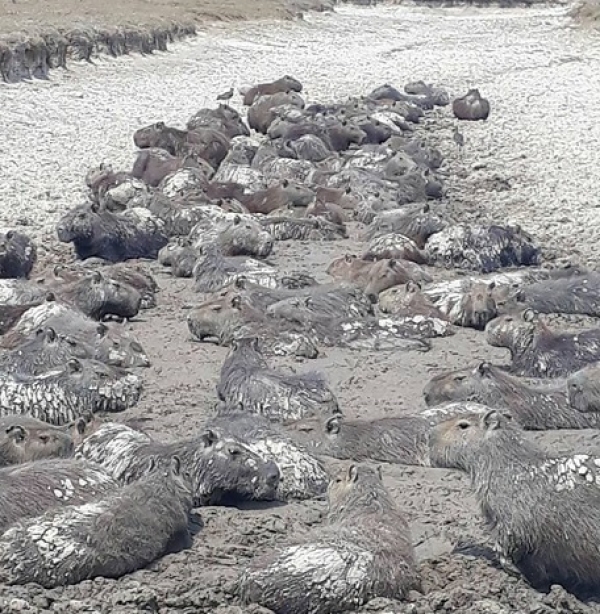 Chigüiros afectados por “Pocetas” construidas por petroleras