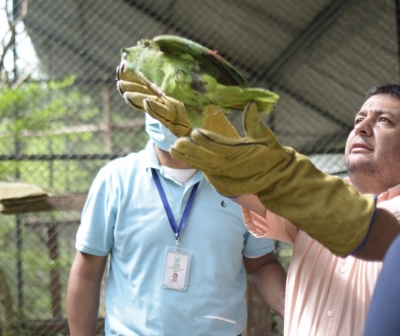 48 individuos de fauna silvestre fueron liberados en zona rural de Yopal