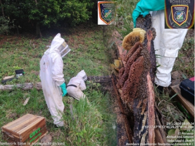 Bomberos de Tauramena reubican enjambre de abejas africanizadas tras ataque a semovientes