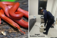 Fueron a ver televisión y se encontraron con una culebra en la sala de la casa