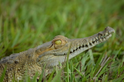 Más de 200 especies de caimán llanero, tortuga sabanera, loros, venados y otros, fueron devueltos a su hábitat