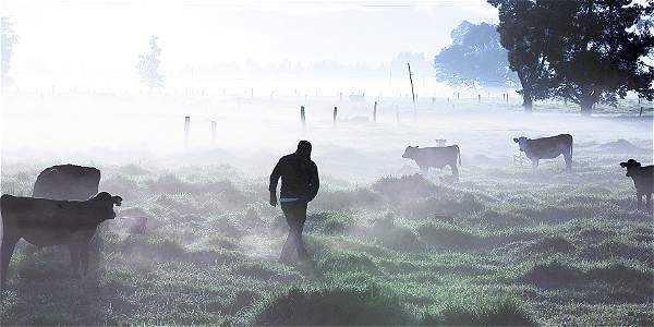 Banco Agrario anuncia medidas de alivio para agricultores y ganaderos afectados por las heladas