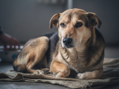 Gobernación pidió que los casos de maltrato animal no queden en la impunidad