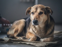 Gobernación pidió que los casos de maltrato animal no queden en la impunidad