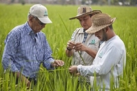 Planificar las siembras: Propuesta de Fedearroz para evitar la sobreproducción y los bajos precios del cereal