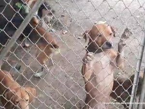 Aberrante caso de maltrato animal: En Cali de perros se estarían devorando unos a otros por falta de comida
