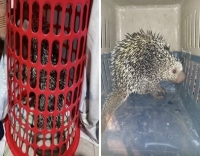 Bomberos de Aguazul atendieron caso de puercoespín atrapado en una canasta de ropa al interior de una vivienda